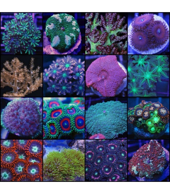 Coral Pack 5x Softies Pack Softies