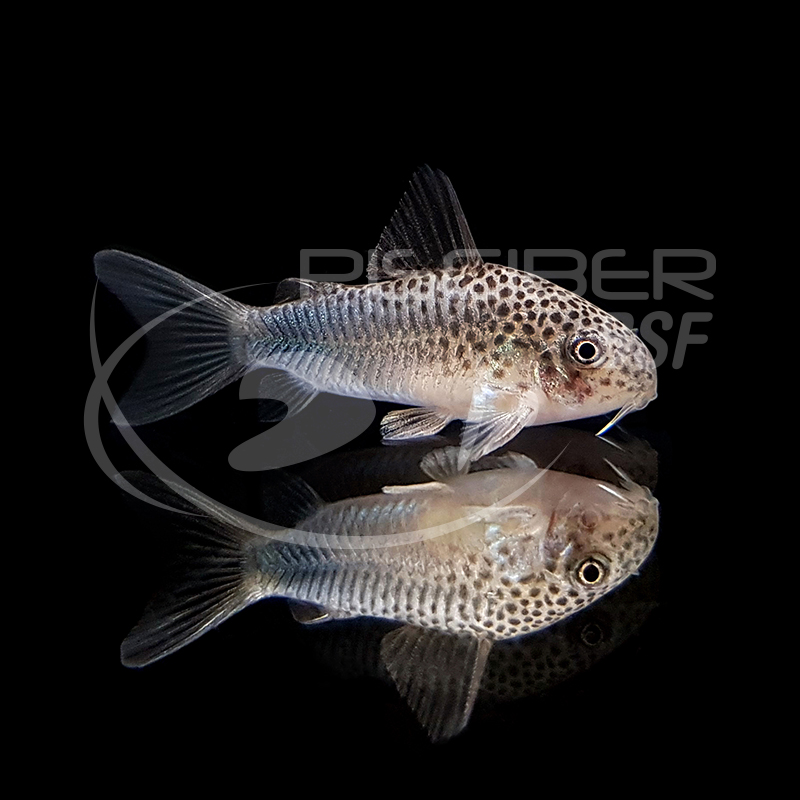 CORYDORAS SIMILIS 2.5-3 CM