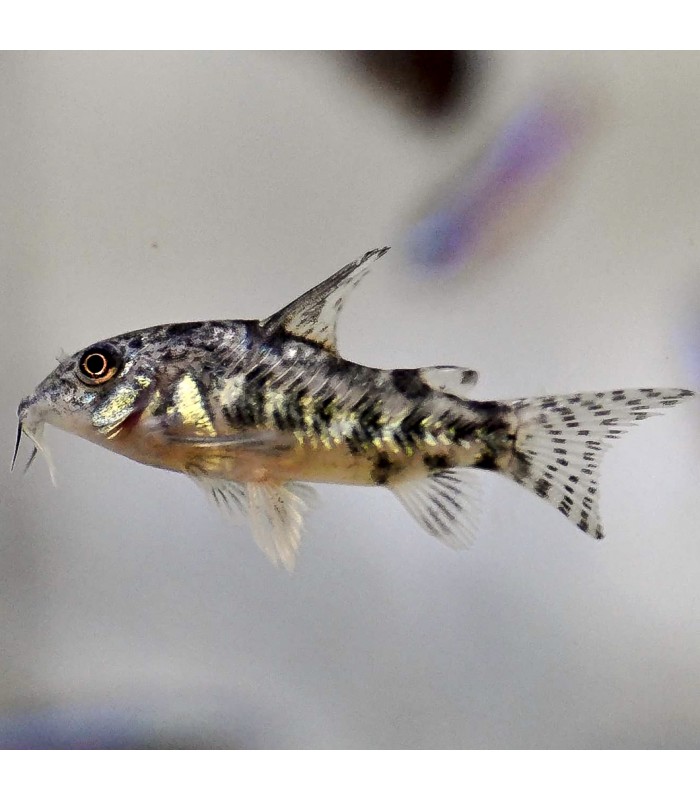 Corydoras Paleatus