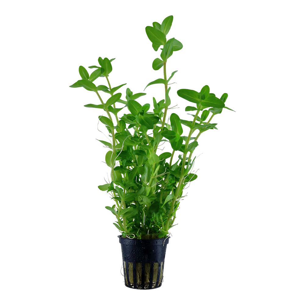 Bacopa caroliniana potted