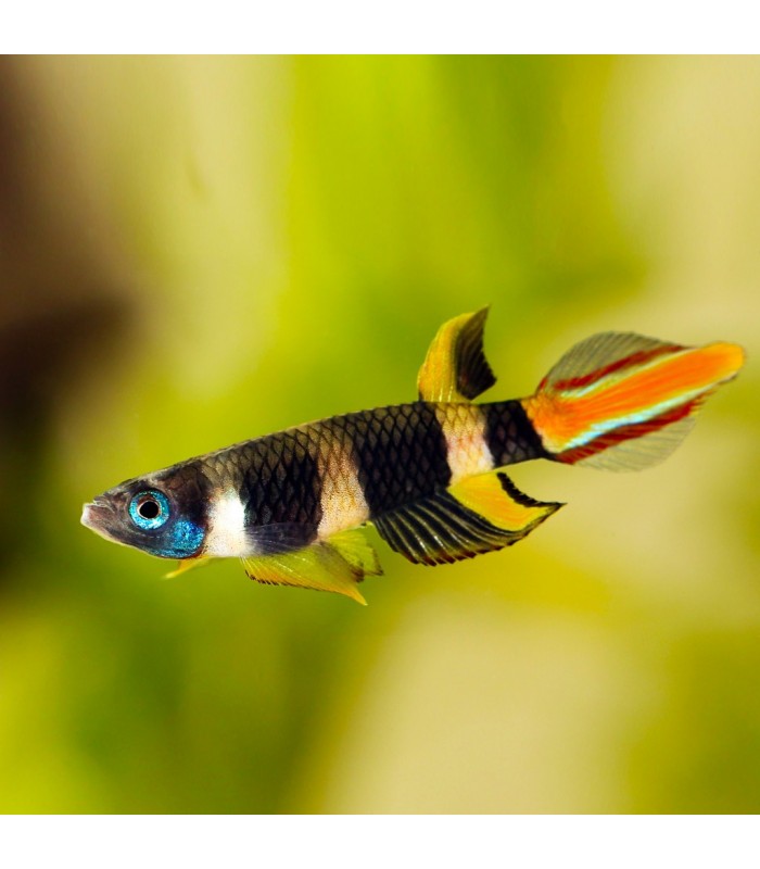 Killie Palhaço - Epiplatys annulatus