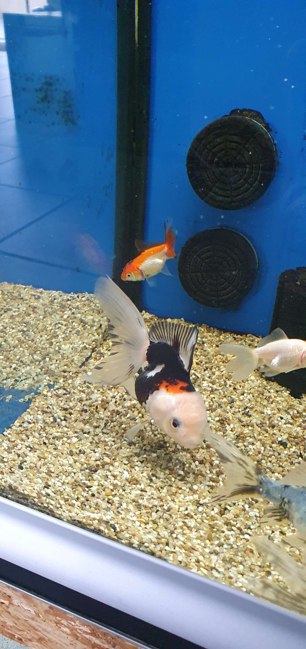 ORANDA TRICOLOR GRADO B 7-10 CM