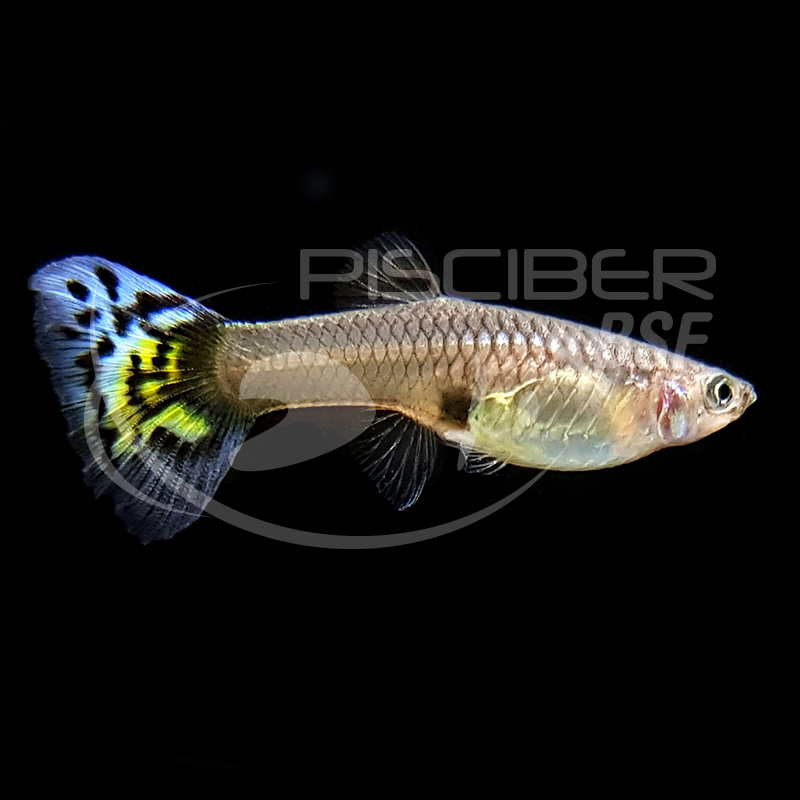 Guppy Fêmea Leopardo