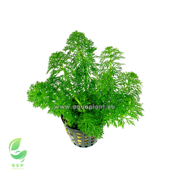 LIMNOPHILA SESSILIFLORA - AMBULIA