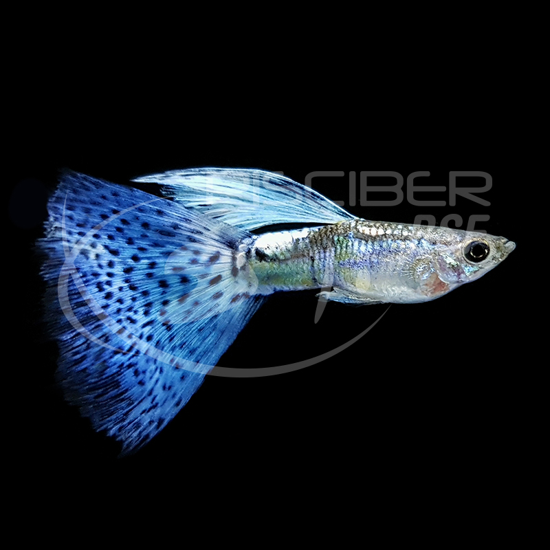 GUPPY MACHO S.S. AZUL DELTA 3.5-4CM BSF