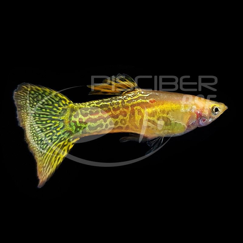 GUPPY MACHO COBRA DORADO 2.5-3 CM BSF