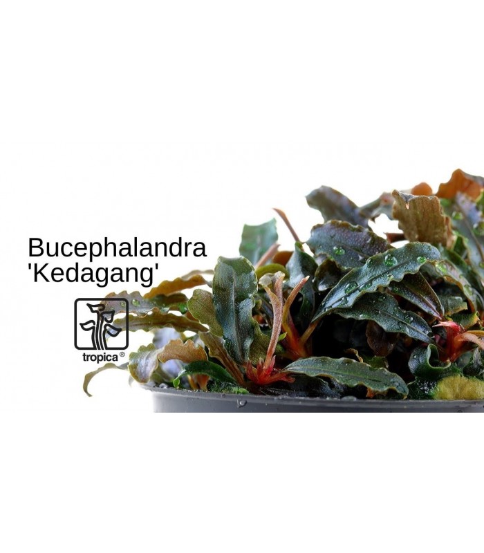 Bucephalandra sp. "Kedagang"