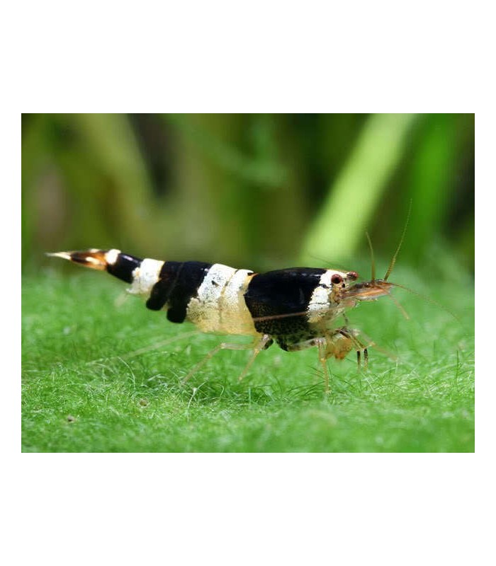 Crystal Black Shrimp Caridina cf. Cantonensis