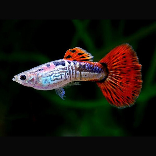 GUPPY MACHO COBRA ROJO DELTA 3.5-4 CM BSF