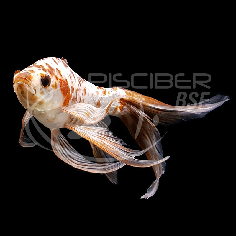 SHUBUNKIN BRISTOL 4-5 CM