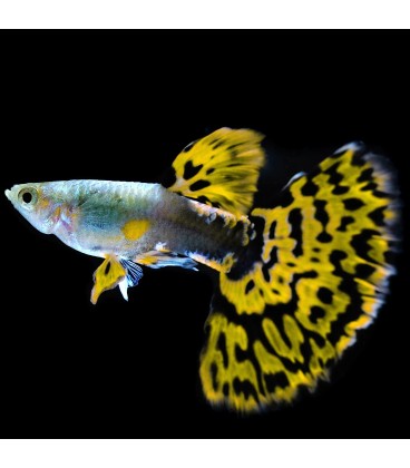 Guppy Sortido M/F- Poecilia reticulata