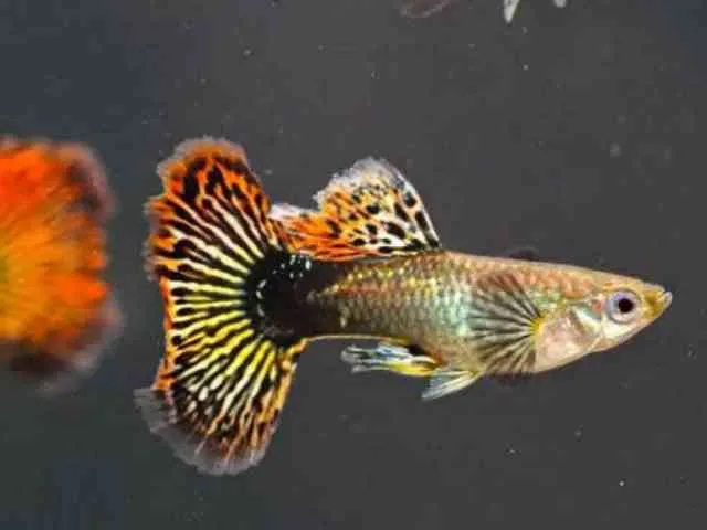 GUPPY MACHO ROJO MOSAICO 3-3.5 CM BSF
