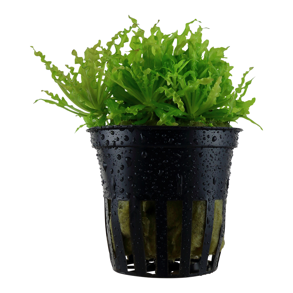 Pogostemon helferi potted