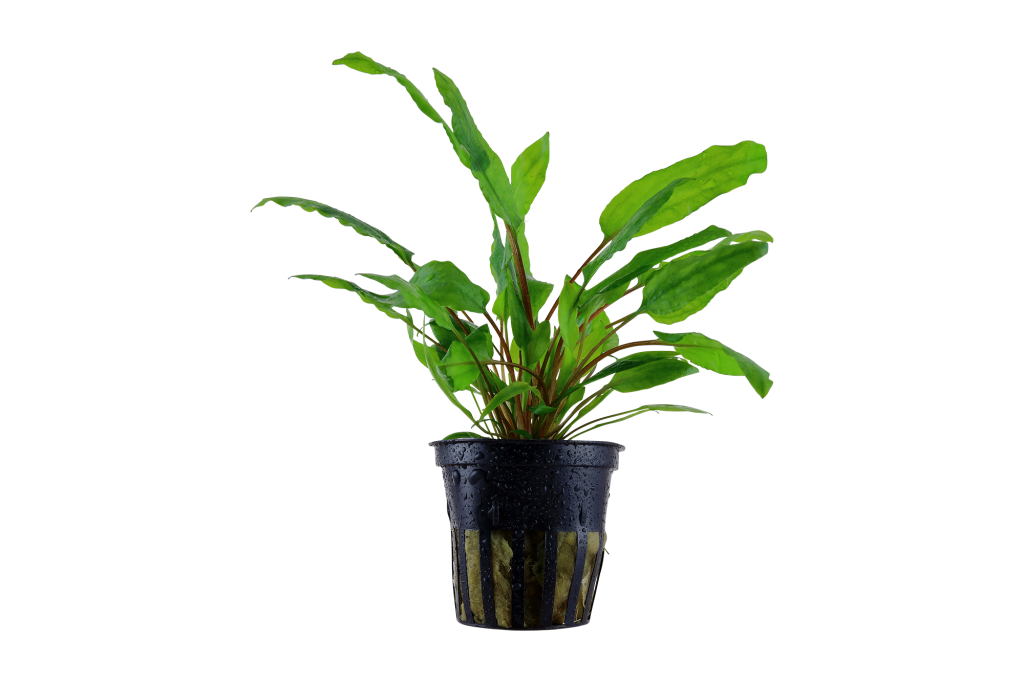 Cryptocoryne wendtii 'Green' potted