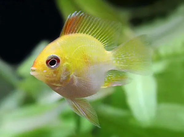 RAMIREZI BALON ORO 3-3.5 CM