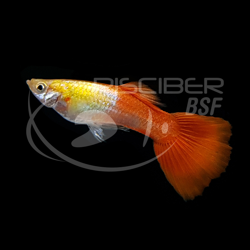 GUPPY MACHO CABEZA PLATEADA COLA ROJA 2-2.5 CM