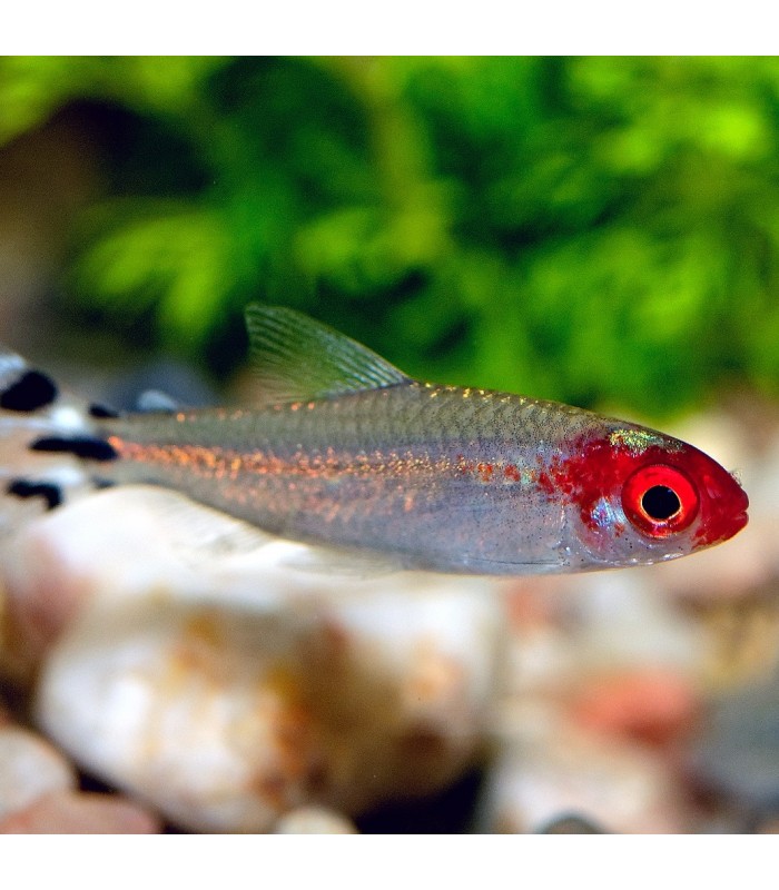 Tetra Nariz de Bêbedo 3-3,5 - Hemigrammus rodhostomus