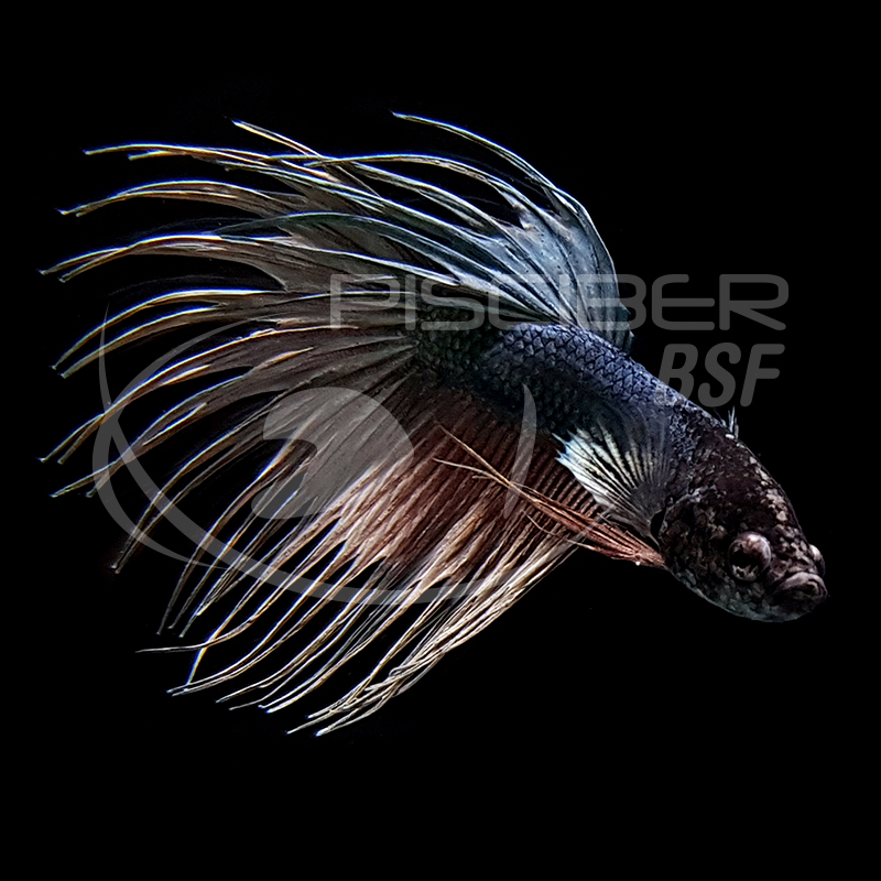 BETTA MACHO COLA CORONA 5-6 CM