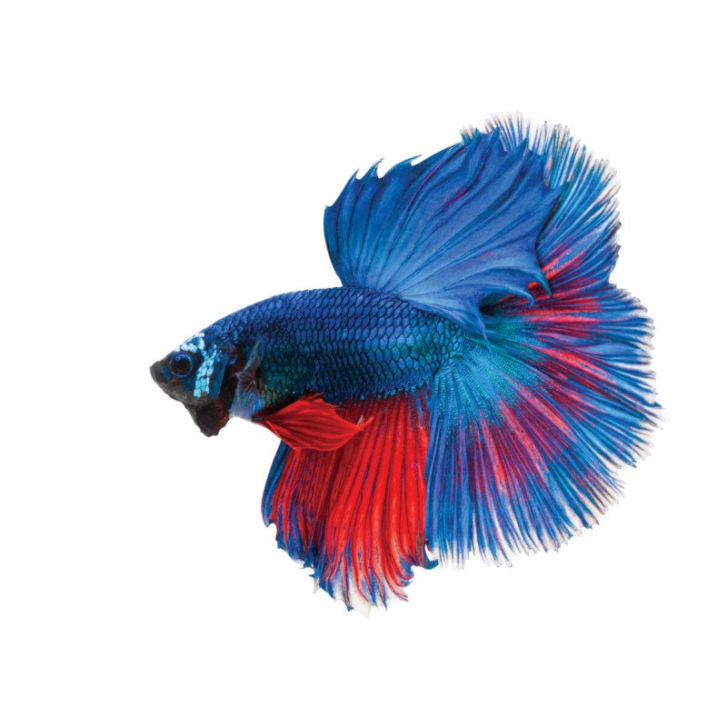 Betta Splendens Twin Tail Macho