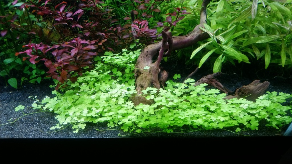 HYDROCOTYLE TRIPARTITA - JAPAN (IN VITRO)