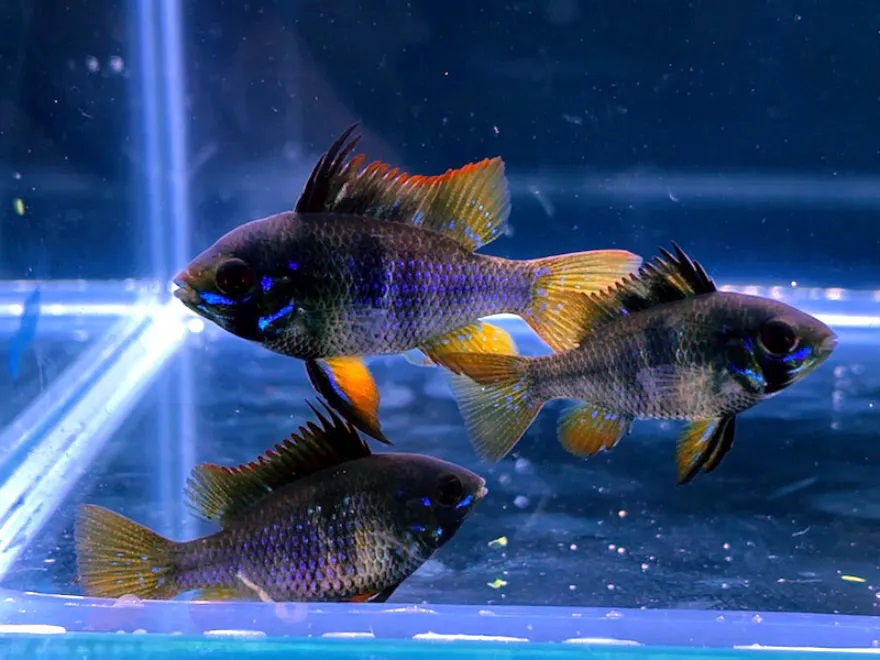 RAMIREZI MIDNIGHT 3-3.5 CM