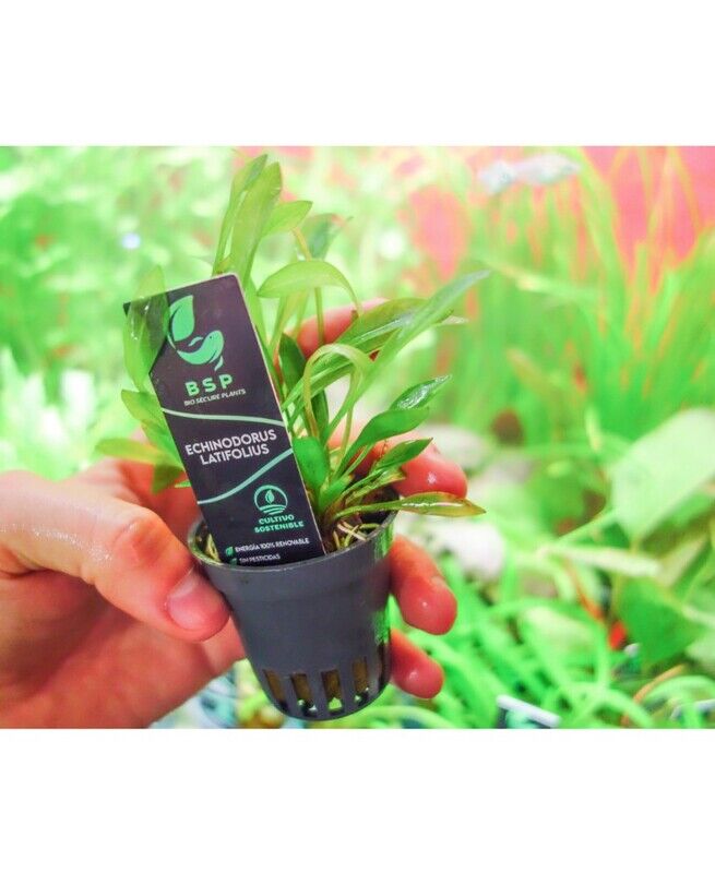 Echinodorus latifolius