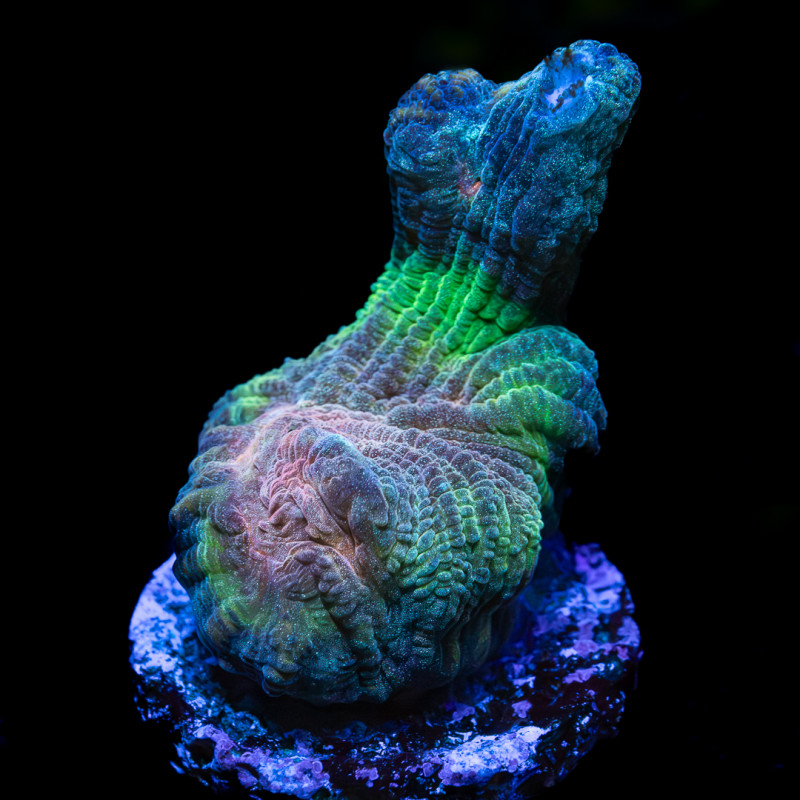 Pectinia sp. Sunset WYSIWYG