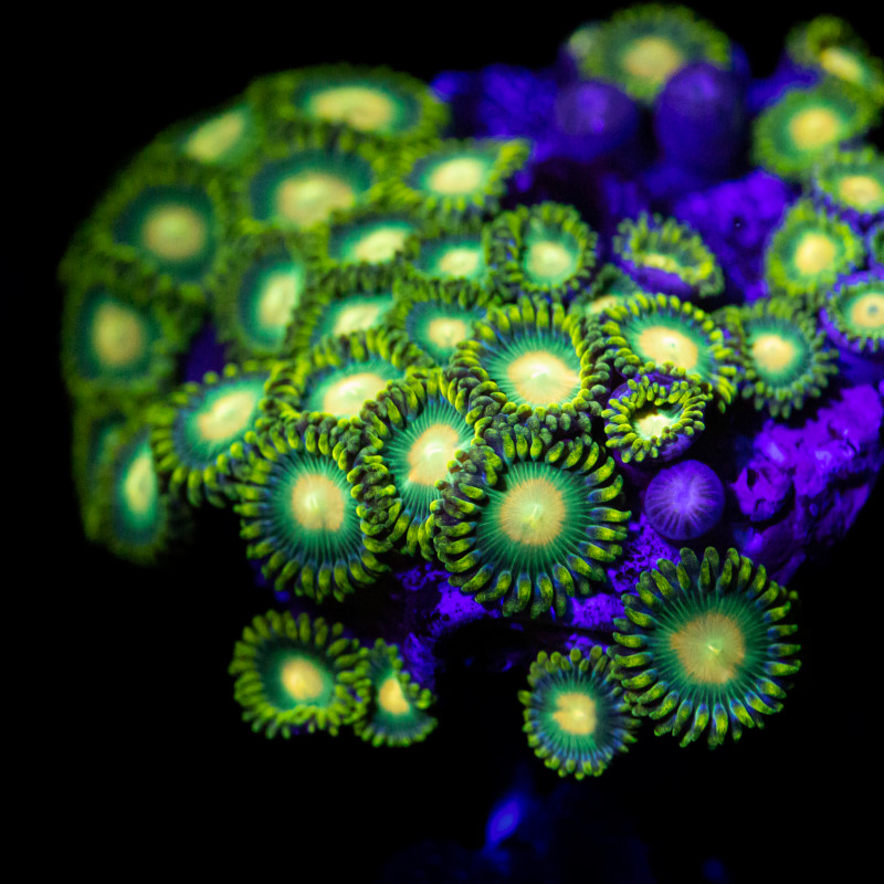 Zoanthus spp - WYSIWYG II