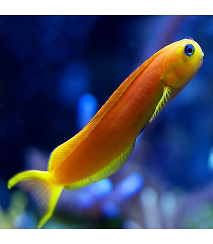 Ecsenius midas - Midas Blenny