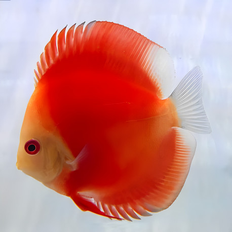 Symphysodon sp. Discus Super Red Melon 7-9cm