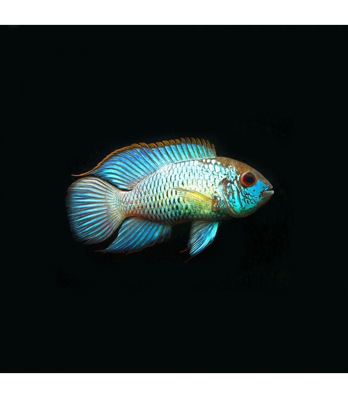 Andinoacara pulcher Electric Blue