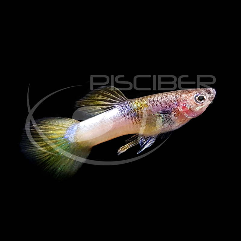 GUPPY MACHO VESPA 2-2.5 CM
