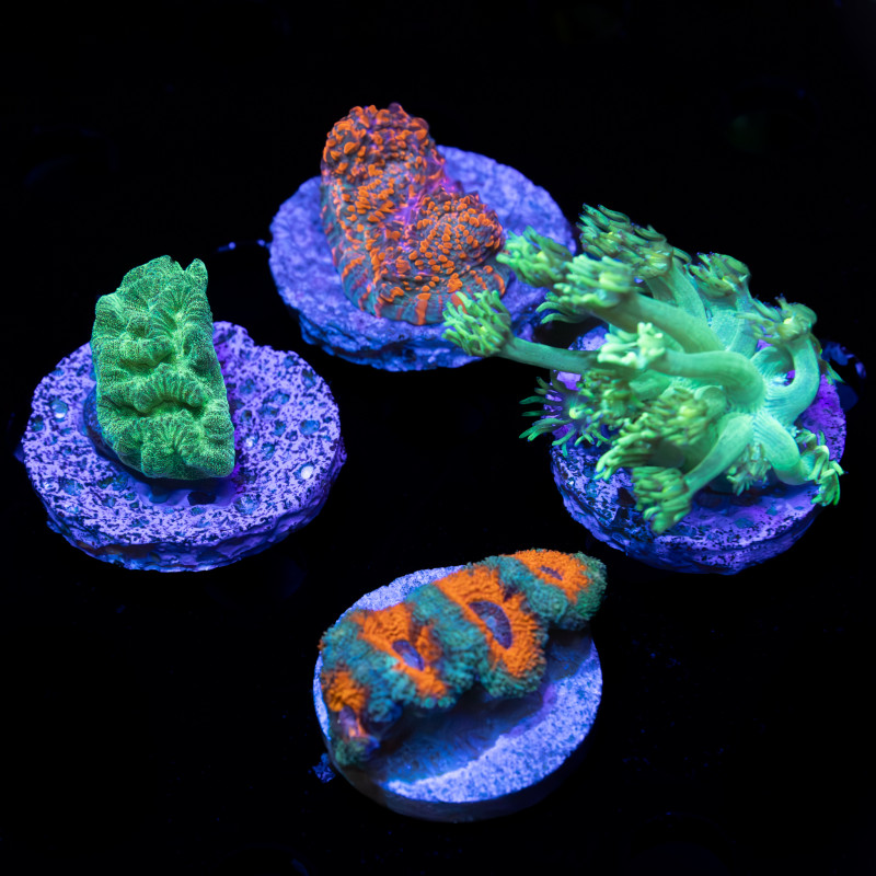 LPS Frag Pack II - WYSIWYG