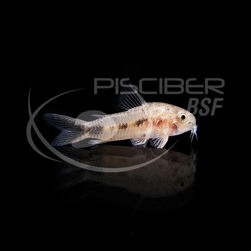 CORYDORAS HABROSUS SALVAJE 1.5-2 CM