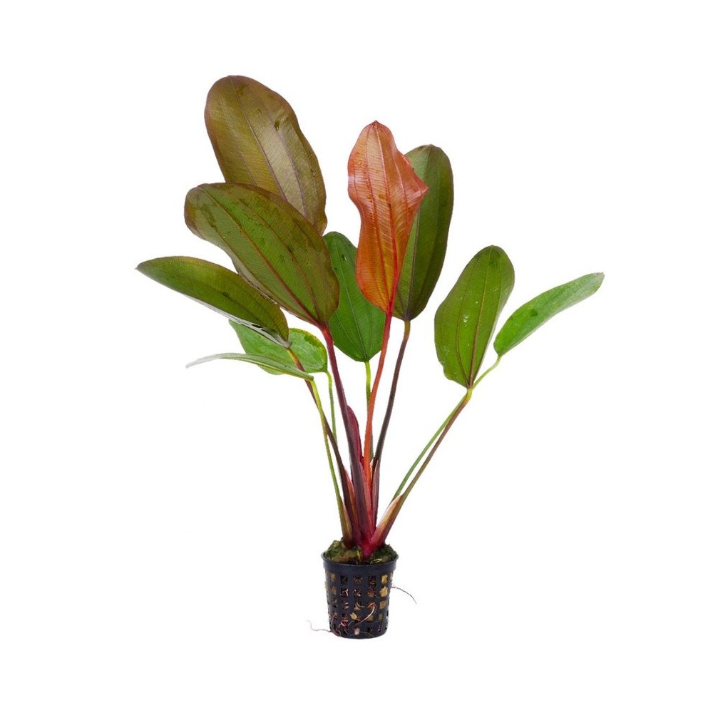 ECHINODORUS HOT PEPPER