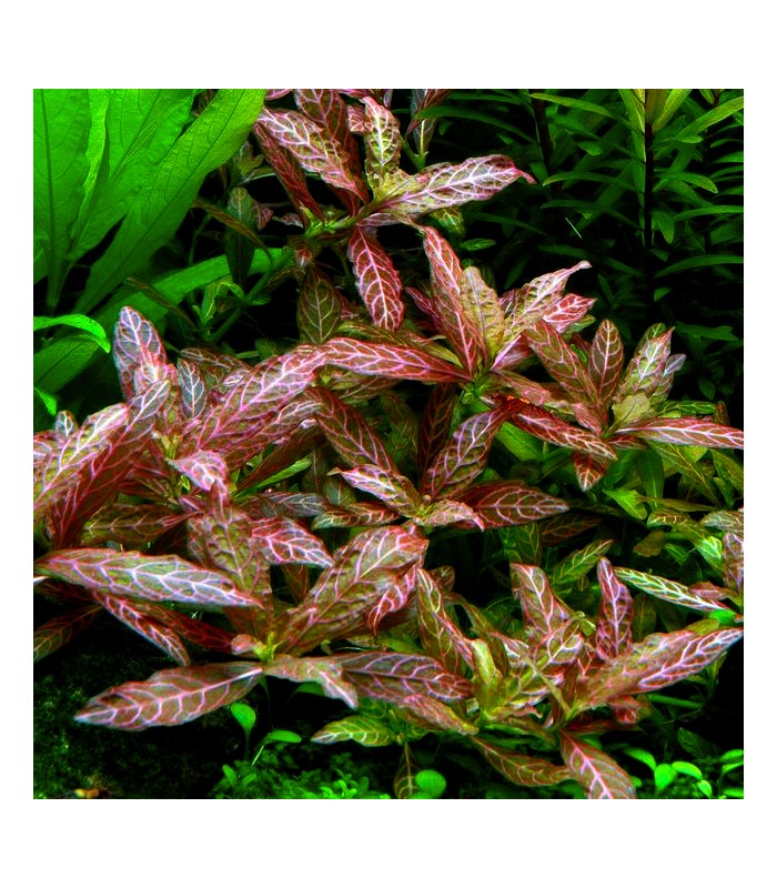 Hygrophila polysperma "Rosanervig"