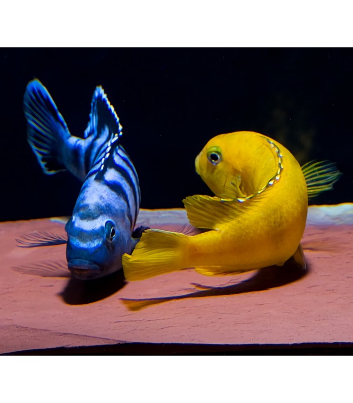 Pseudotropheus Saulosi Coral Red