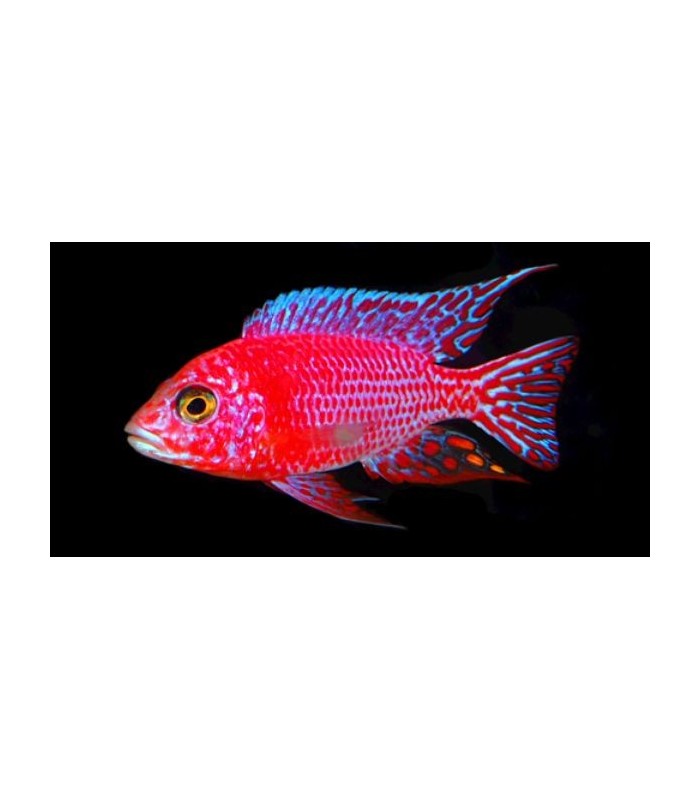Ciclideo Firefish-"Aulonocara sp. Firefish"