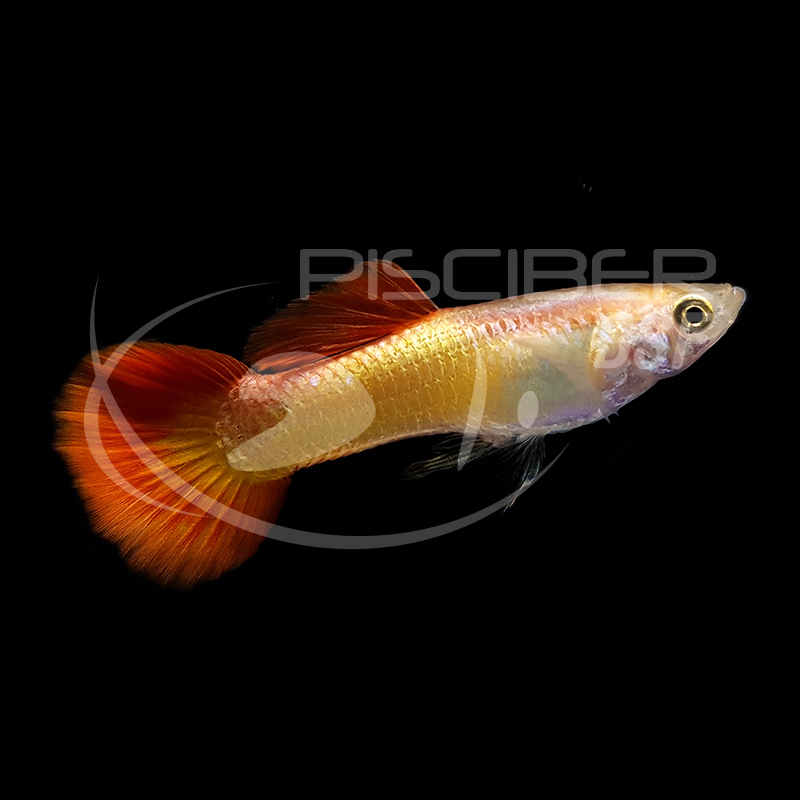 GUPPY MACHO SUNSET DORADO 3-3.5 CM