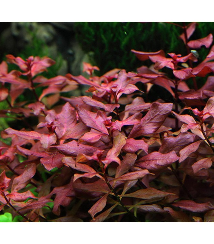 Ludwigia Palustris Super Red