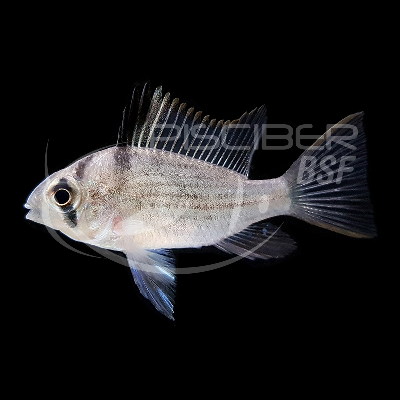 RAMIREZI BOLIVIANO 3.5-4 CM