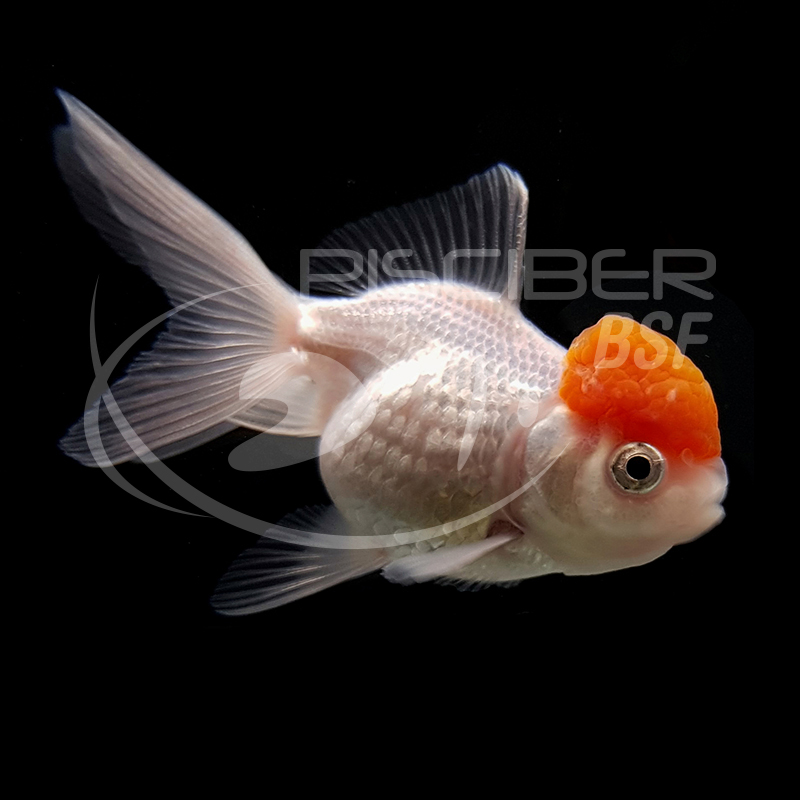 BOINA ROJA 4-5 CM BSF