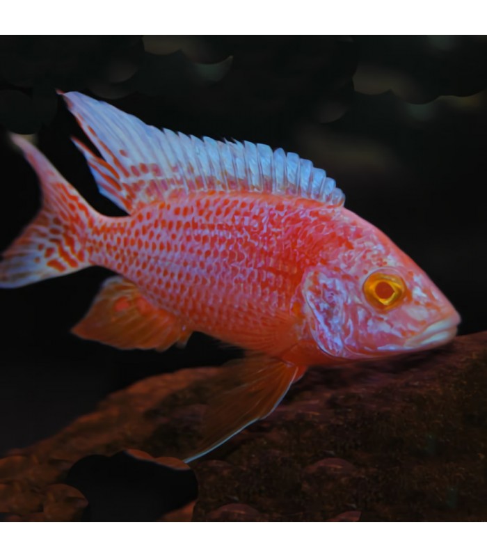 Ciclideo Dragon Blood "Aulonocara sp. Dragon Blood"