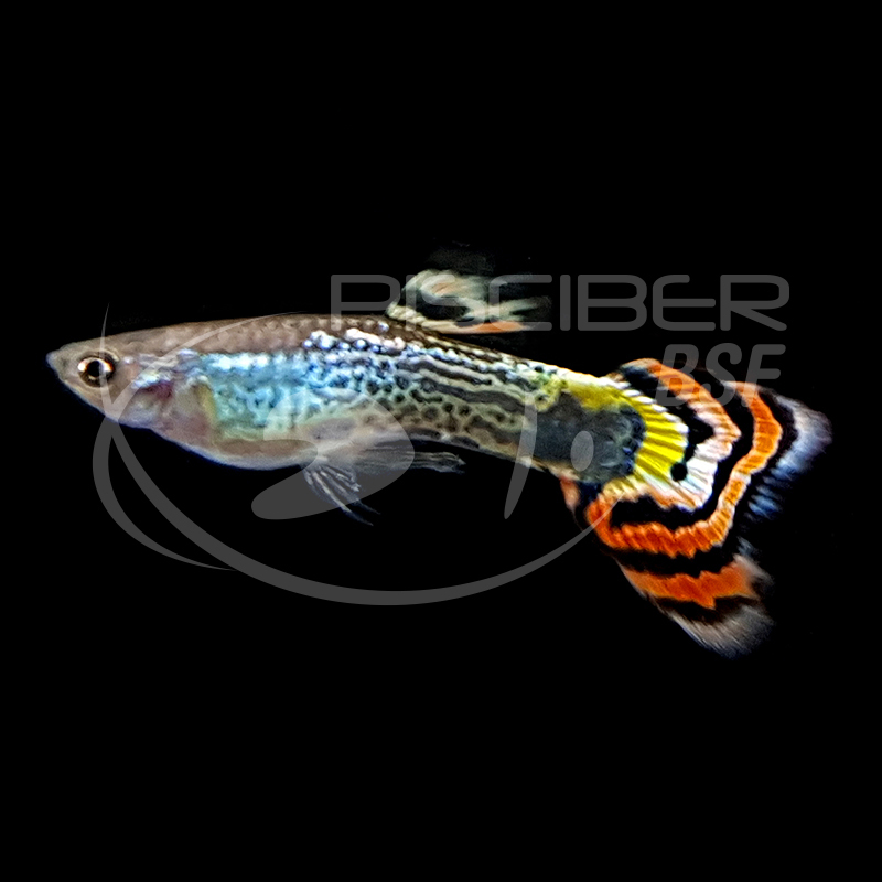 Guppy Leopardo Masculino
