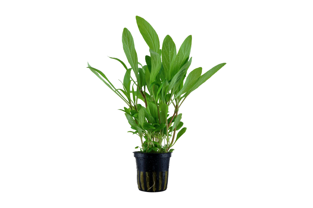 Hygrophila costata potted