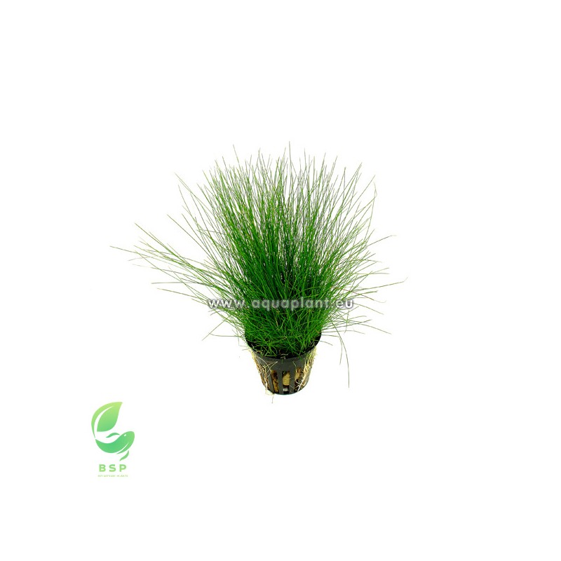 ELEOCHARIS PARVULA (*)