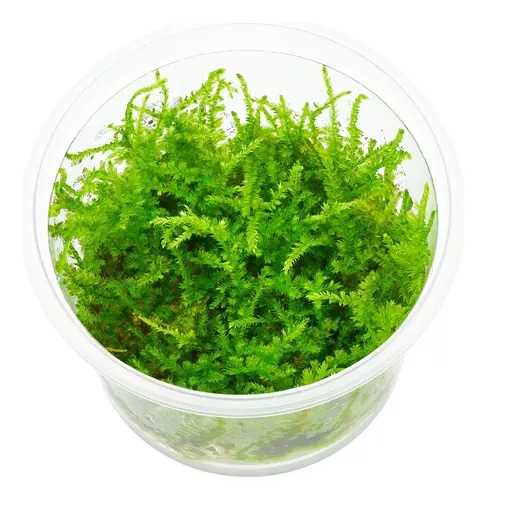 JAVAMOS AQUAPLANT - TAXIPHYLLUM BARBIERI - 125 ML