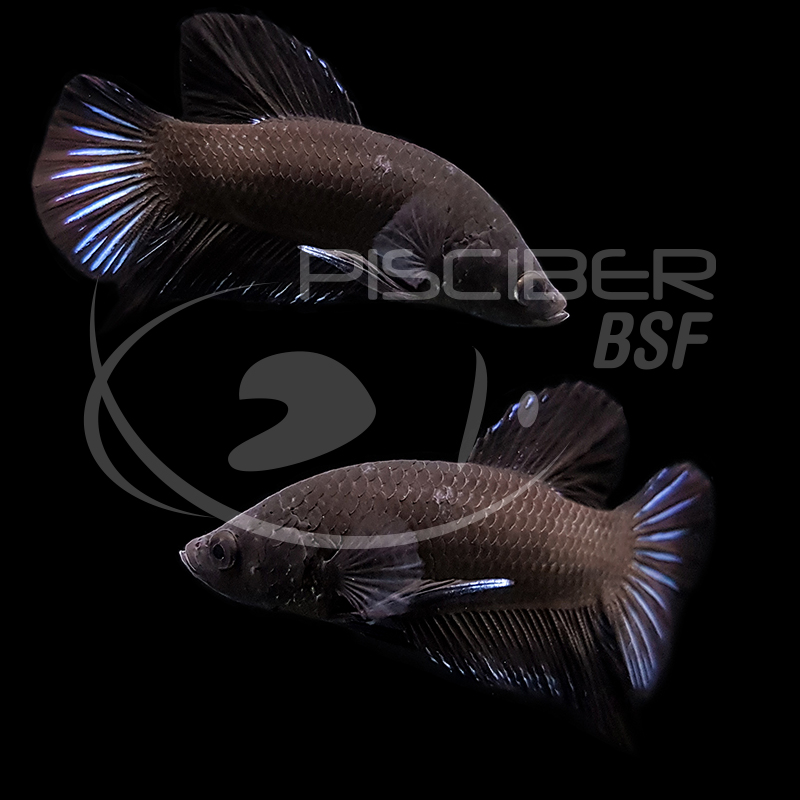 BETTA MACHO PLAKAT SURTIDO 5-6 CM