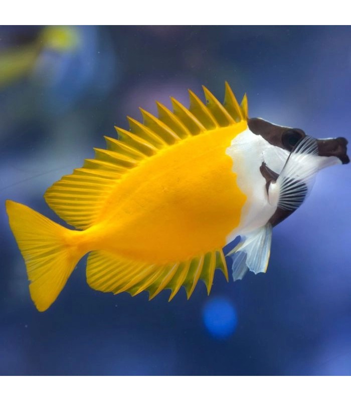 Foxface Rabbitfish - Siganus vulpinus