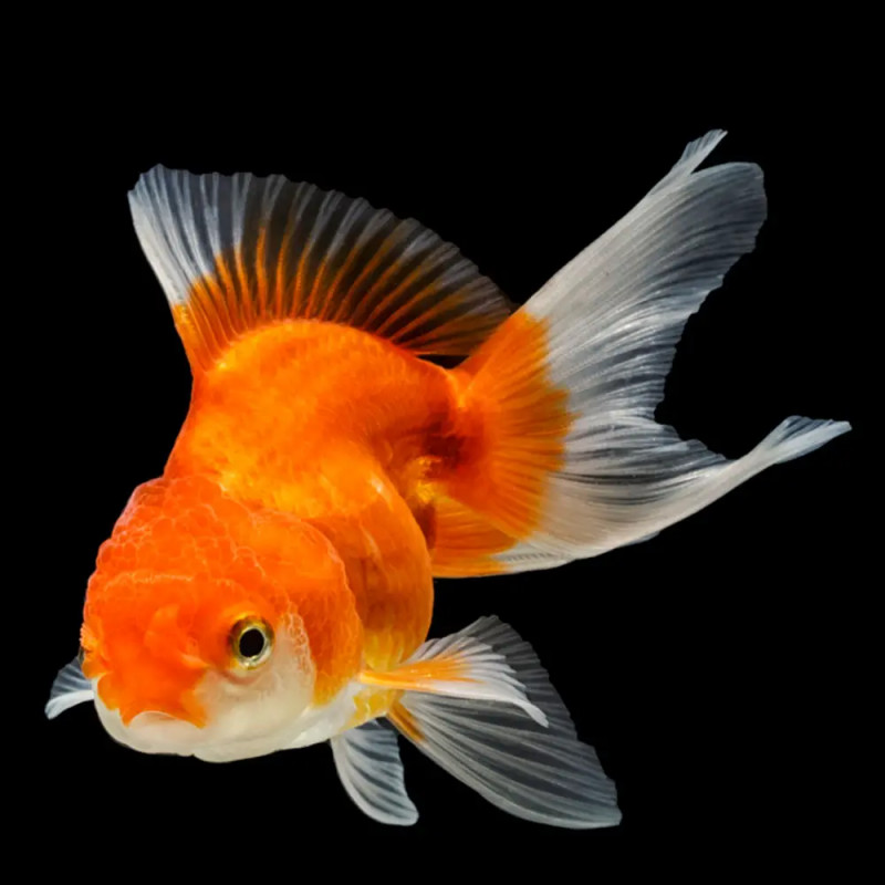 Carassius Auratus - Oranda 3-3,5 cm